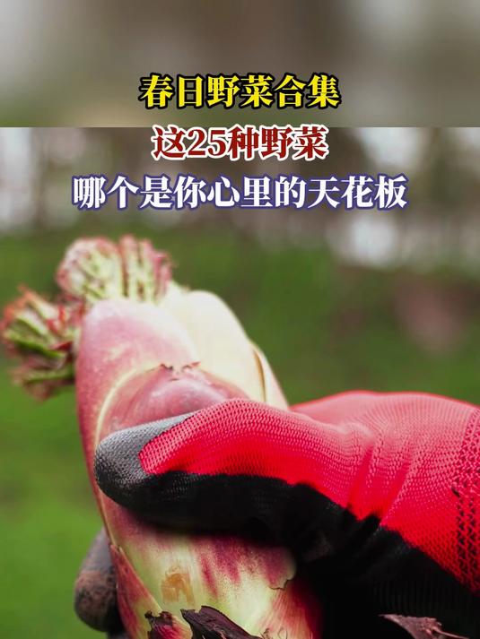 春日野菜合集,这25种野菜,哪个是你心里的天花板