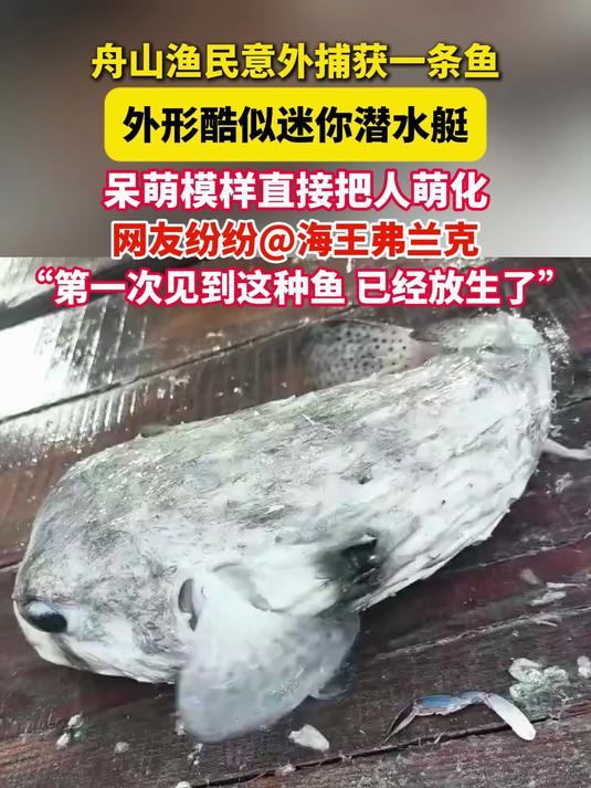 舟山渔民捕获一条罕见小鱼,外形酷似迷你潜水艇,呆萌模样直接把人萌化,你知道是什么鱼吗?