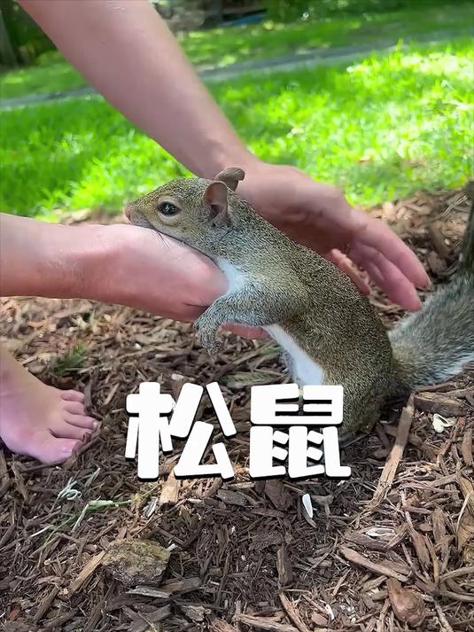 小哥伐木时摧毁了小松鼠的家,将它带回家照顾后,竟收到特殊礼物