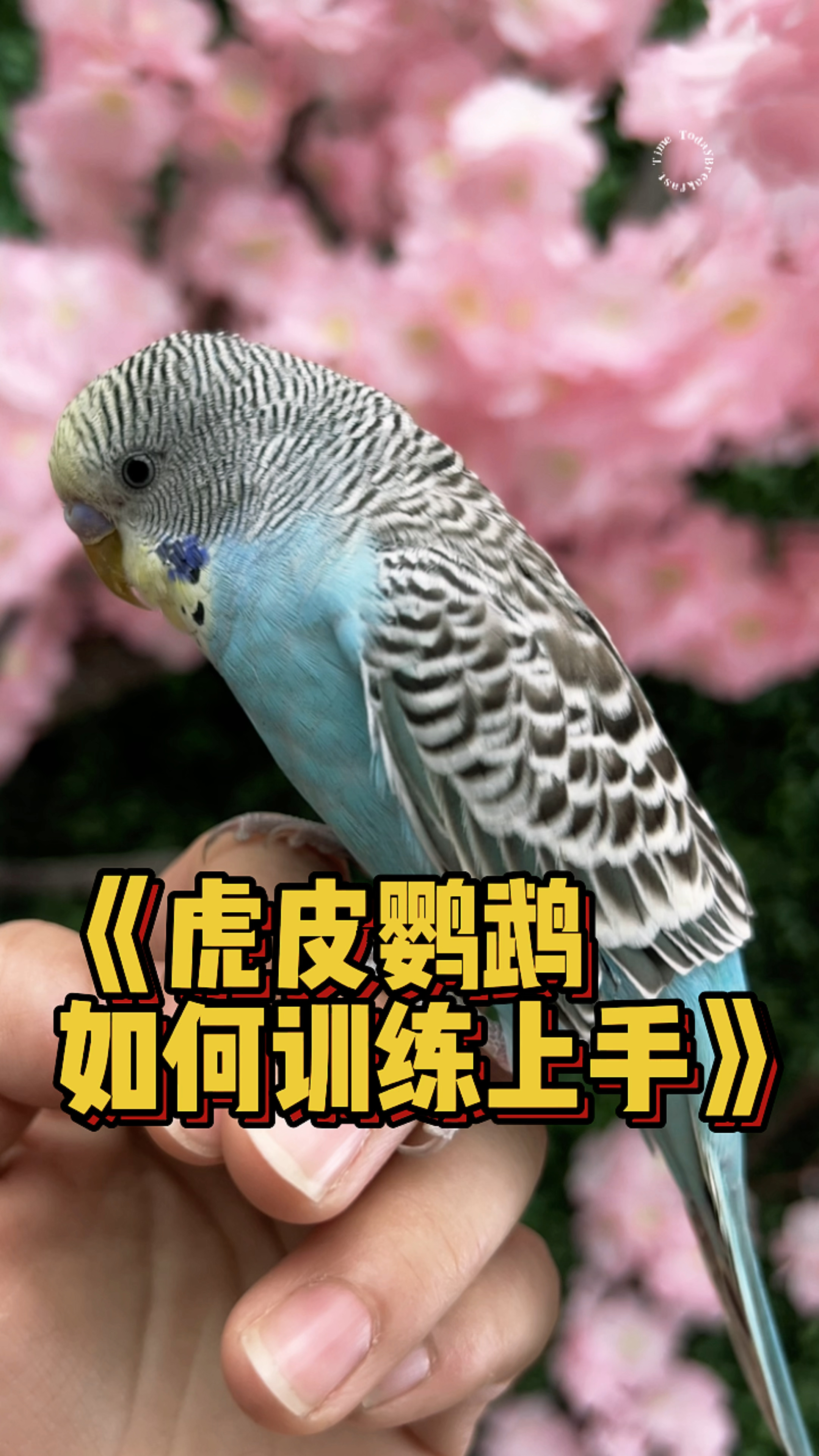 虎皮鹦鹉怎样快速上手?
