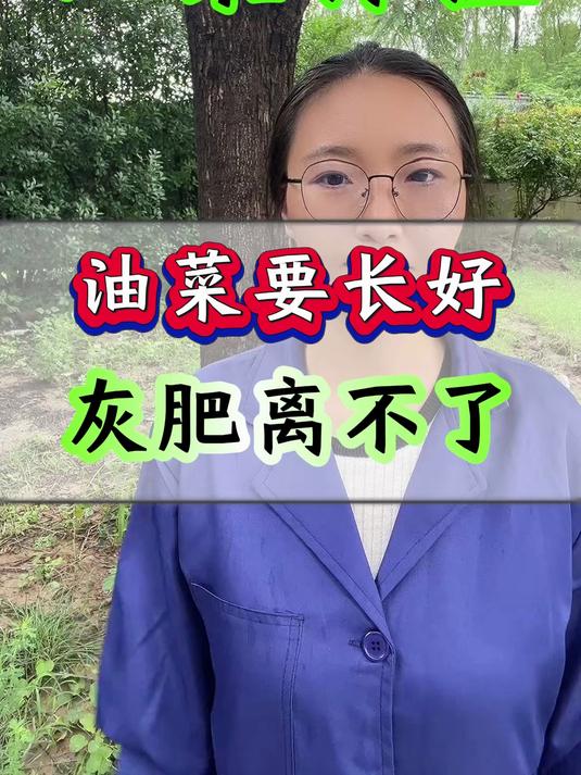 油菜要长好 灰肥离不了