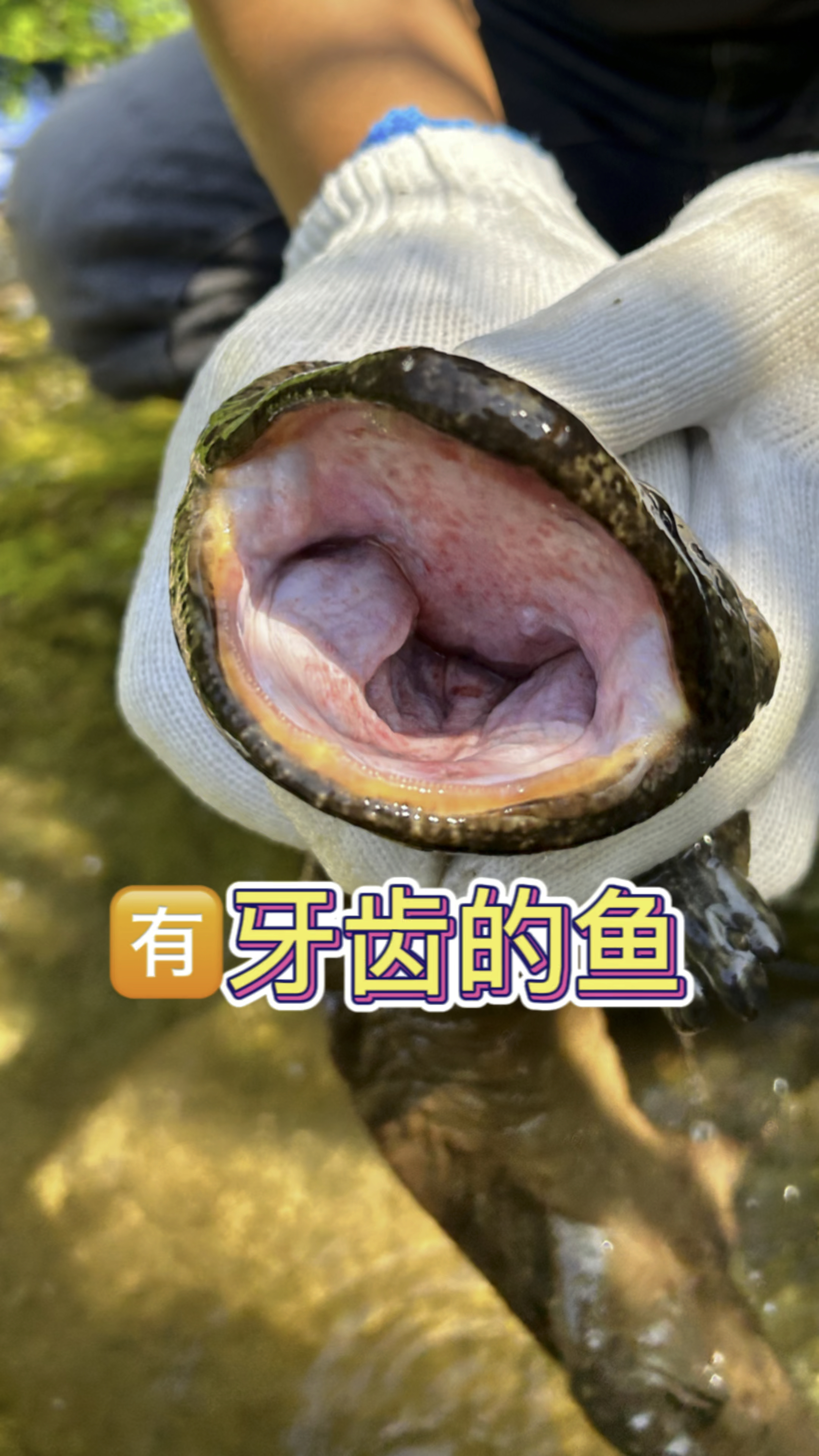 很人多都很好奇娃娃鱼到底有没有牙齿,今天近距离给大家看看