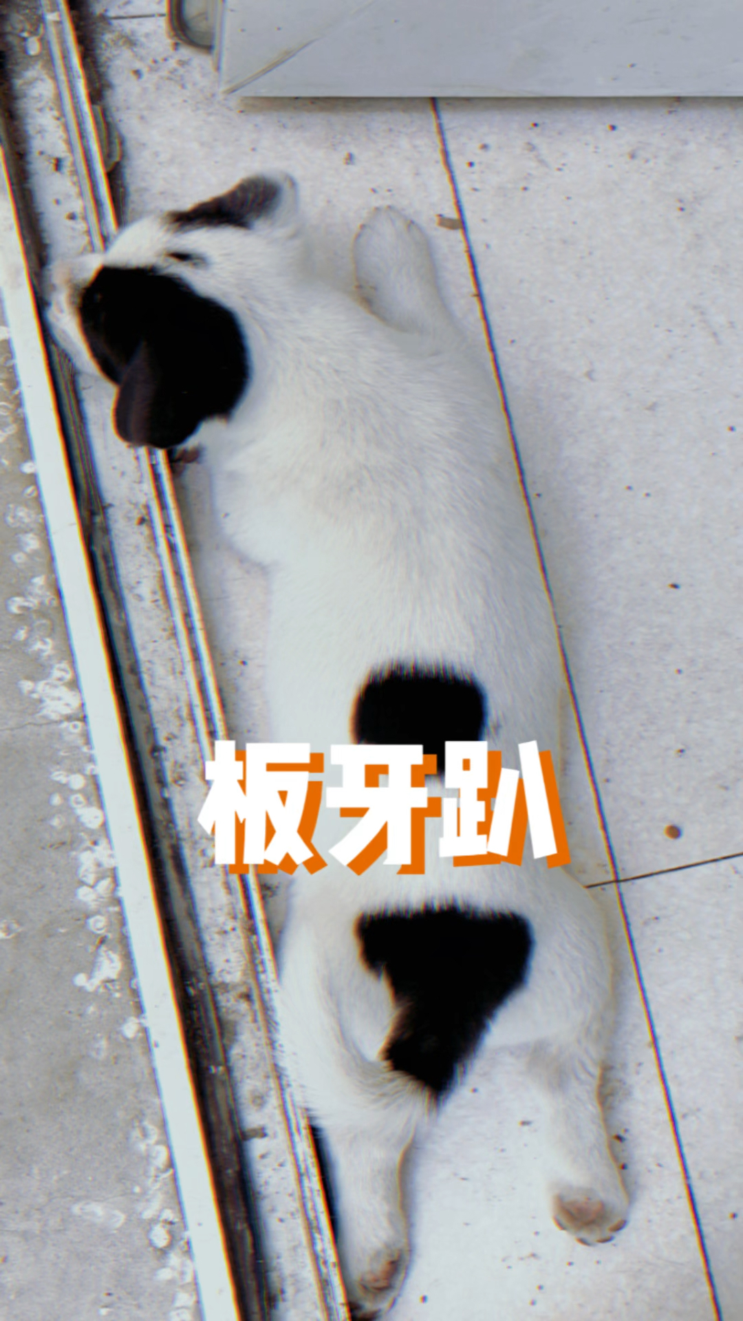 什么是板鸭趴