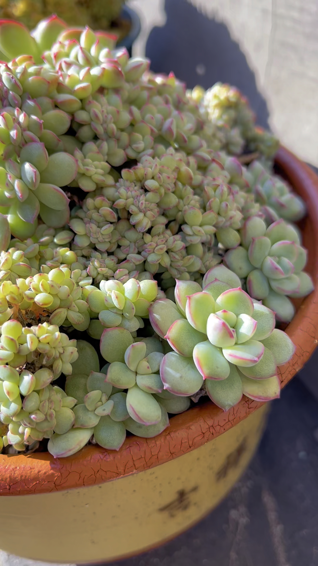 曾经特别喜欢多肉缀化,买过很多,精心养护但都挂在夏天,像勇敢缀,淡雪缀倒是挺好养