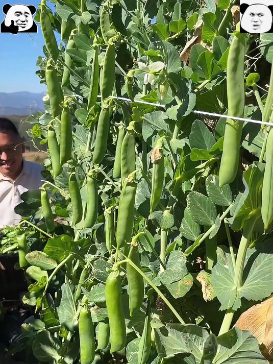 冬天里露天种植的新鲜蔬菜水果甜豌豆你们有吃过吗
