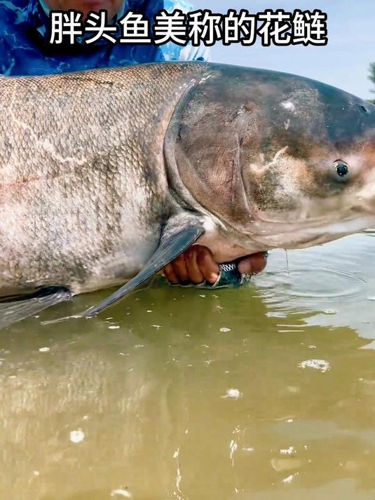 胖头鱼美称的花鲢