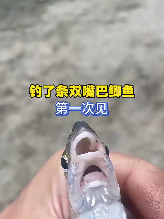 钓了条双嘴巴鲫鱼