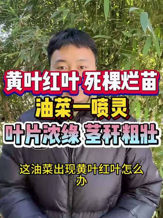 油菜黄叶红叶烂棵咋办?一喷灵来解决!