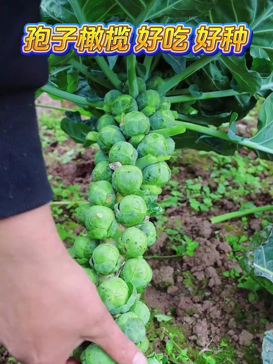 抱子甘蓝,原来是长在树干上的包菜,一棵能结几十上百个