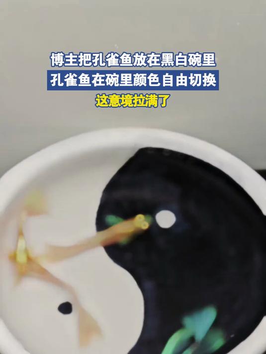 博主把孔雀鱼放在黑白碗里，孔雀鱼在碗里颜色自由切换#宝藏城市漫游记#