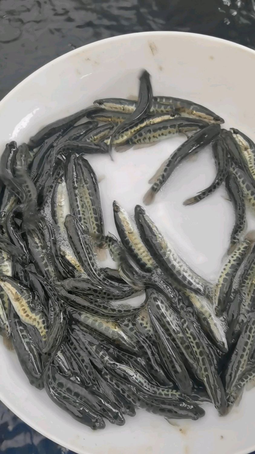 质量杠杠的杂交黑鱼苗,乌鱼苗