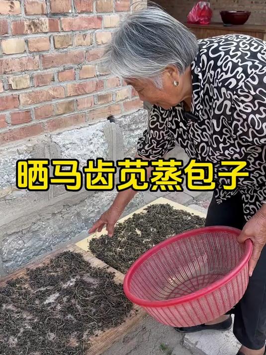 俺奶今天用老方法晒马齿苋干,又包了马齿苋大包子