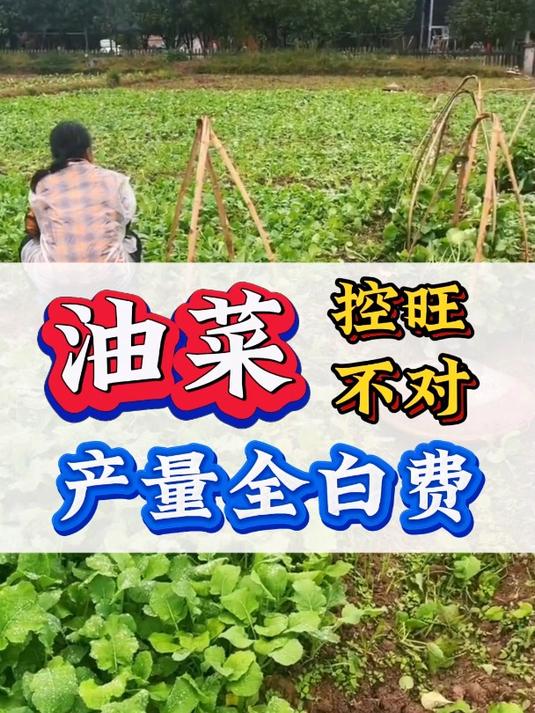 油菜控旺