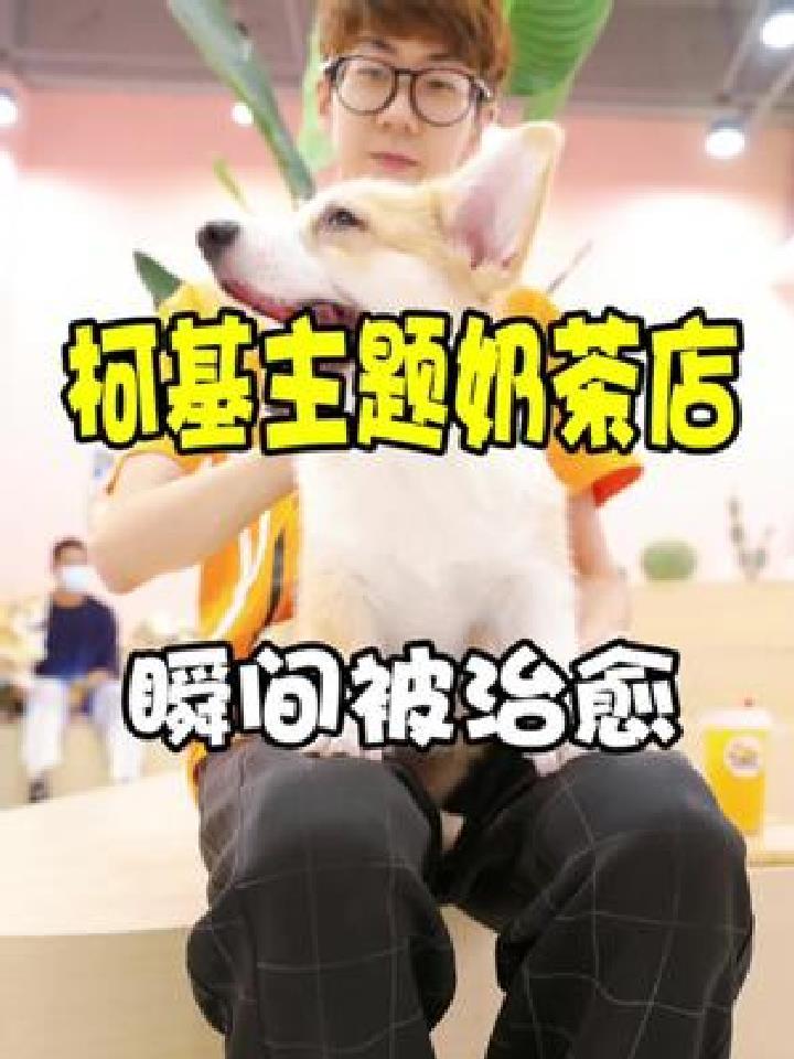 这家柯基主题奶茶店超治愈,10多只小短腿陪你玩一天忘掉疲