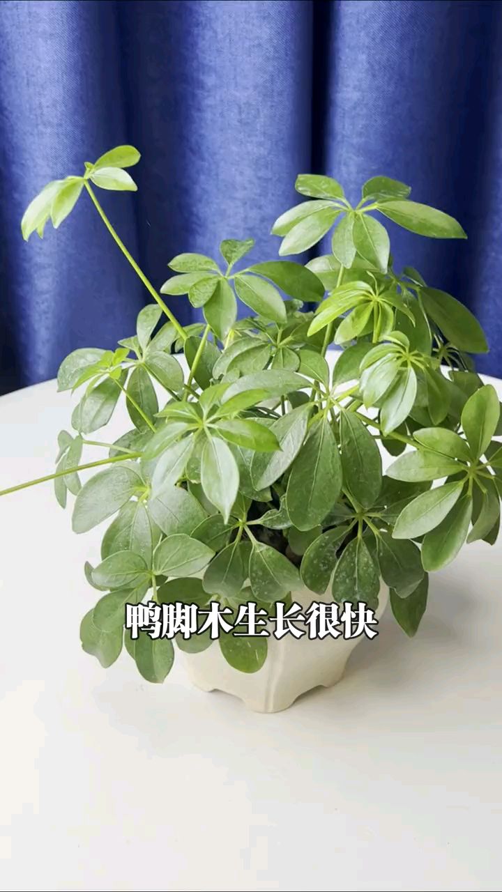鸭脚木的修剪方法