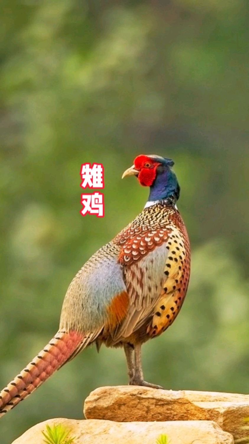 雉鸡别名野鸡,七彩山鸡,三有保护动物,分布广泛,雄鸟和雌鸟羽色不同,雄鸟羽色华丽