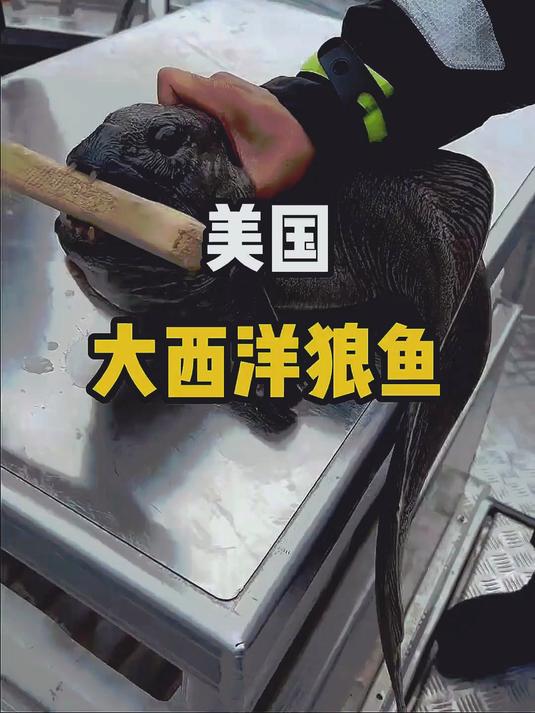 这种鱼名叫大西洋狼鱼，是当地人非常喜欢的一种海鲜美食！