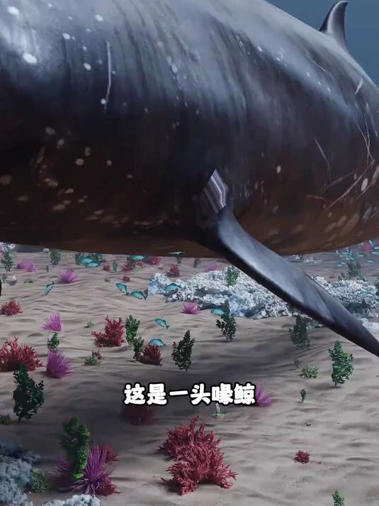 鲸和鱼的种类！