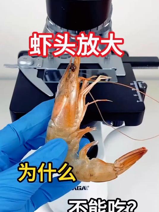 虾头里面有什么?为什么不能吃?真的有虾黄吗?