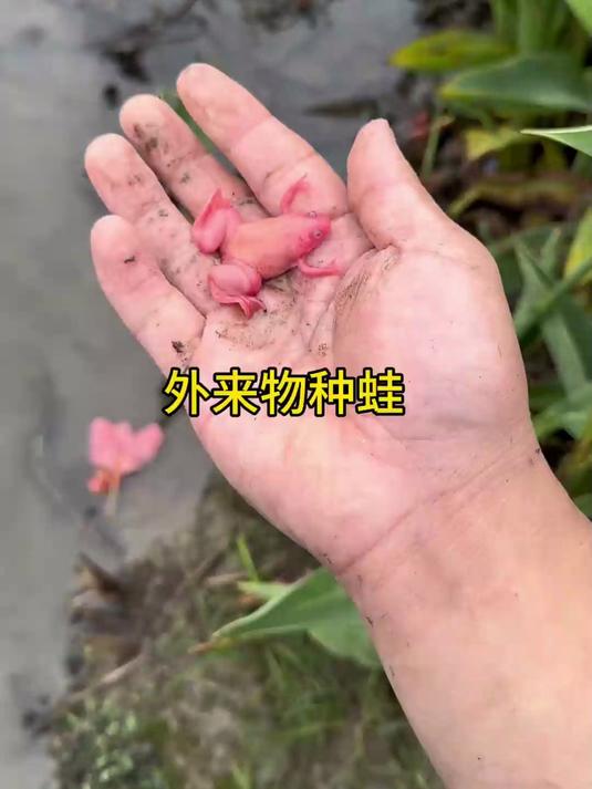 老鼠笼里捡到一只受伤的小鸭子