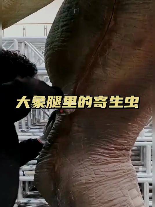 大象吃了有寄生虫的鳄鱼被感染