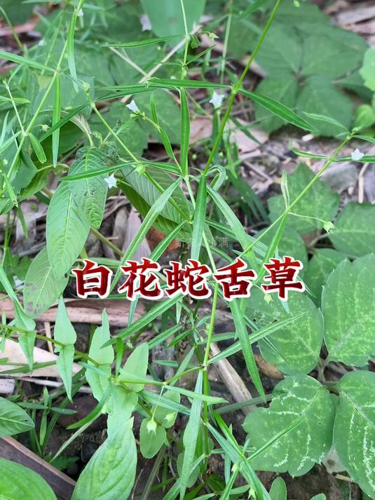 正宗的白花蛇舌草有什么特征呢?