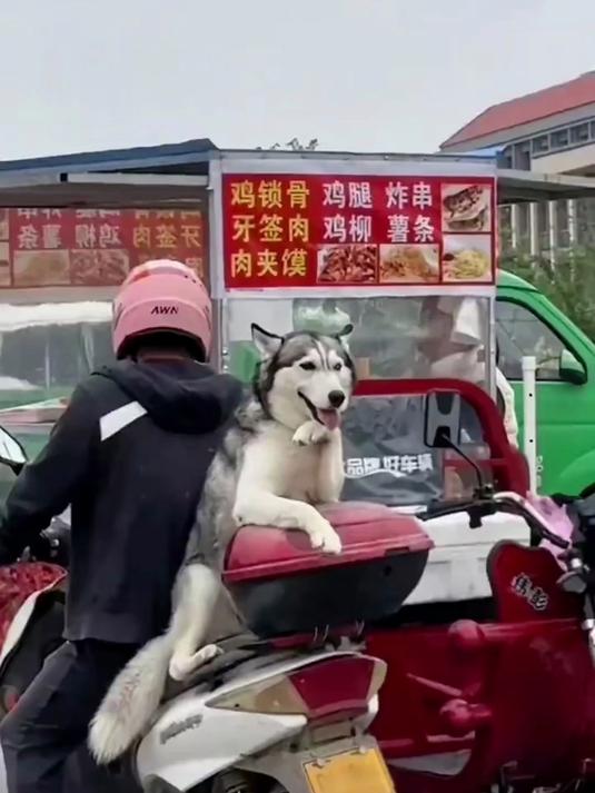 自带撩妹功能的二哈