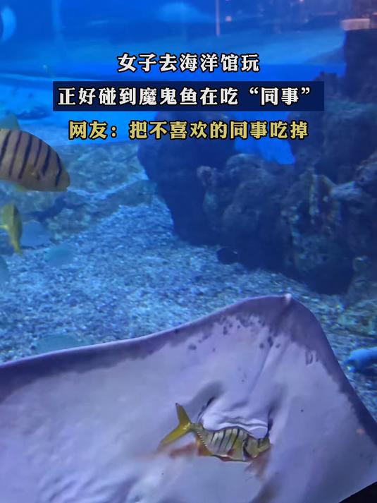 女子去海洋馆玩，正好碰到魔鬼鱼在吃“同事”