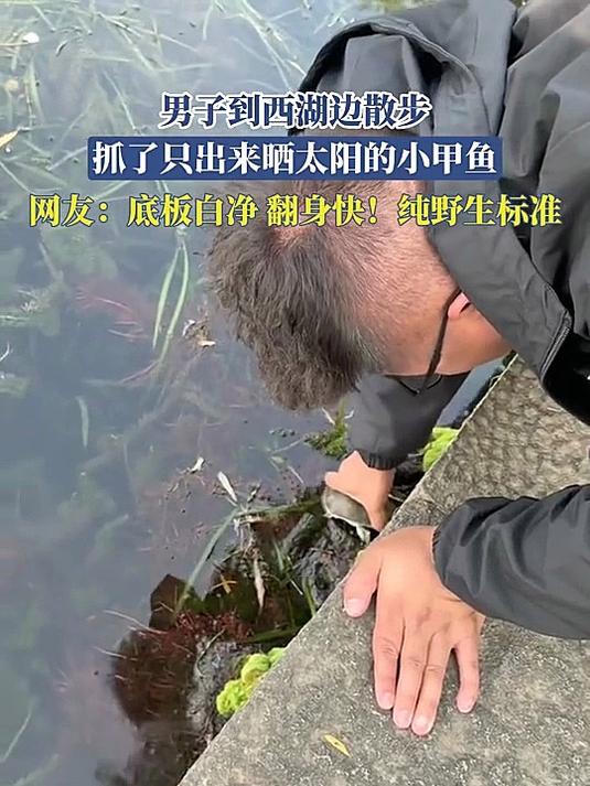 男子西湖散步抓晒阳小甲鱼，网友：底板白净翻身快，纯野生！