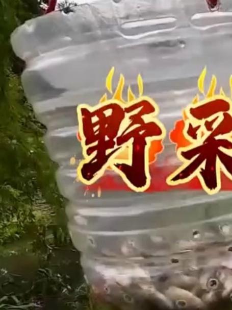 又出来野采鳑鲏了，没想到这个公园里面居然这么多鳑鲏