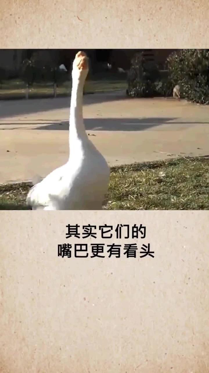 冷知识:大白鹅咬人为什么那么痛奇闻奇事奇闻异事大鹅大白