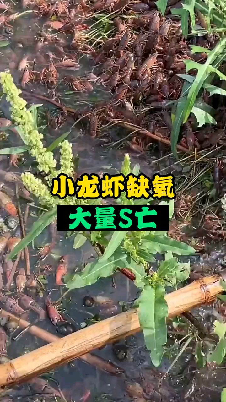 小龙虾缺氧死亡