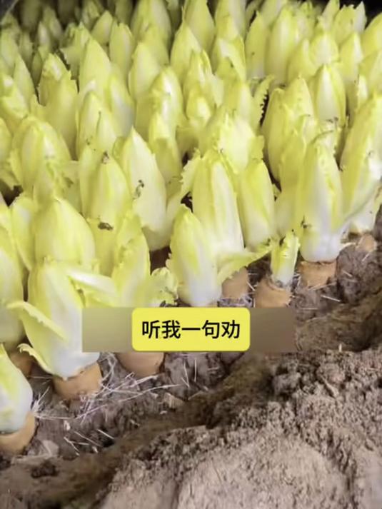 金玉兰菜根能再生,种一次收三年,凉拌涮火锅样样鲜!