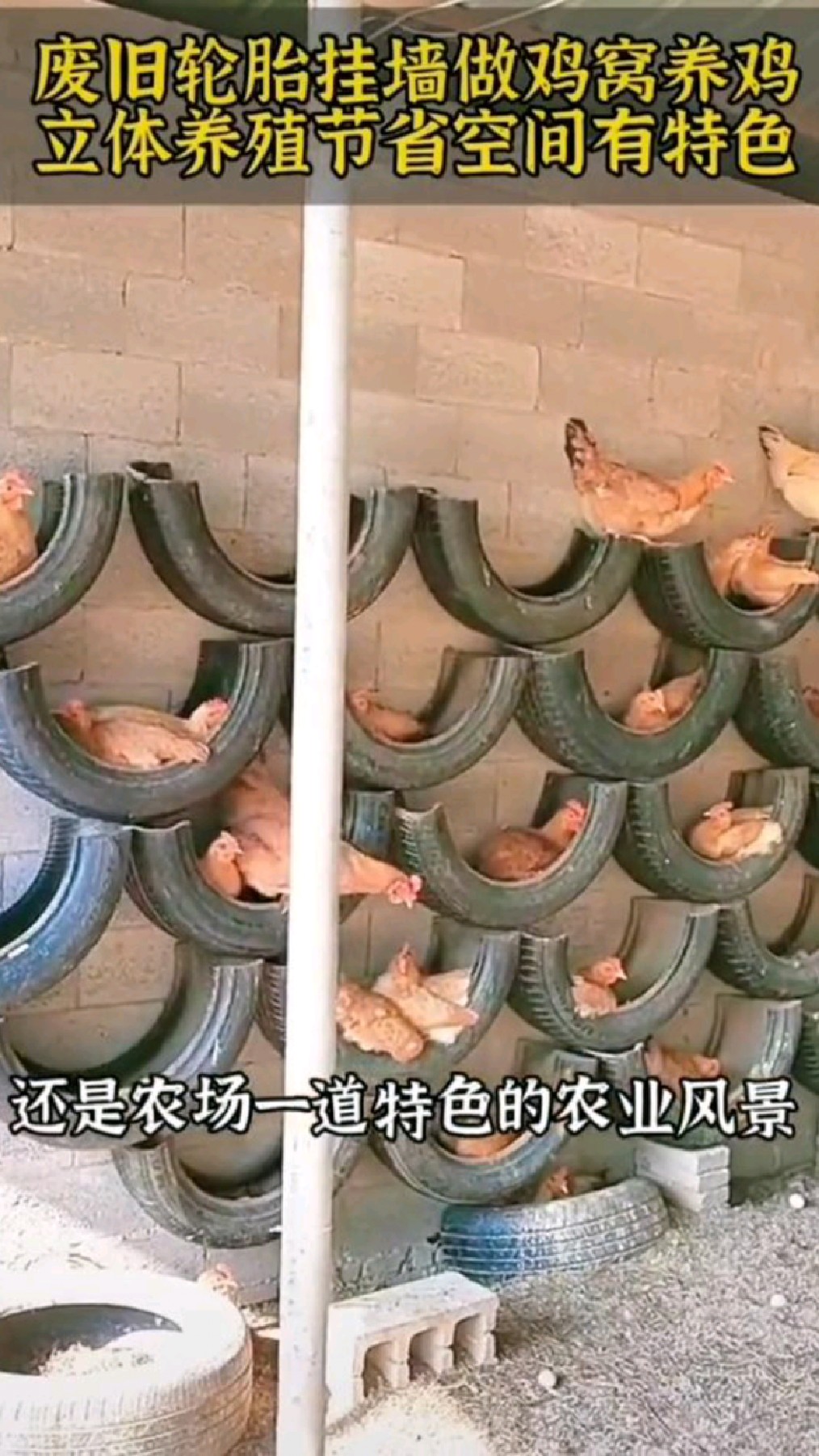 废旧轮胎挂墙做鸡窝,简单实用