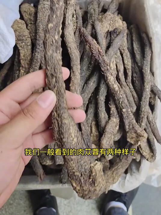 实测养生佳品！这款肉苁蓉凭啥获老中医与养生族青睐？