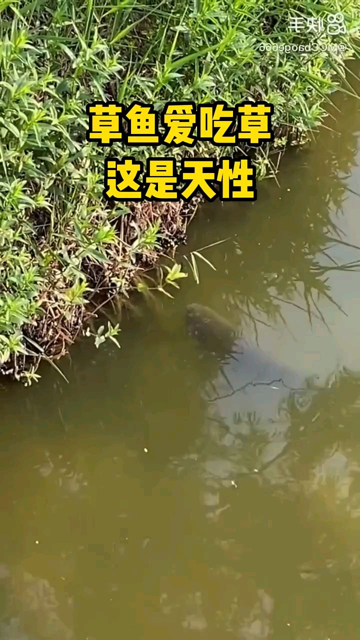 草鱼爱吃草,爱吃什么草