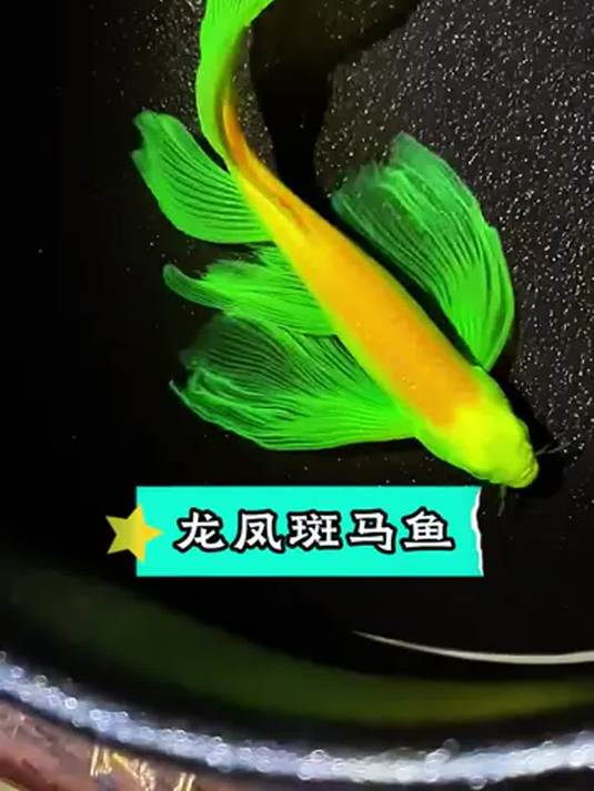 龙凤斑马鱼:比锦鲤美比泥鳅易养,自带灵动翅膀超迷人