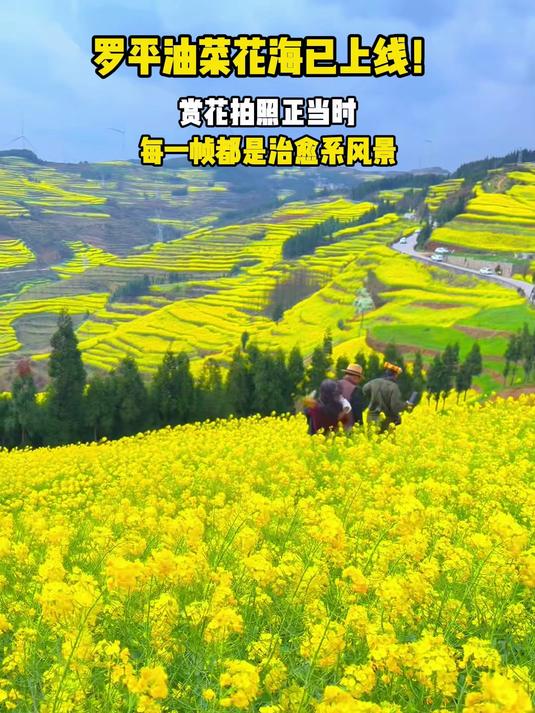 #新春出游创作季#罗平油菜花海已上线！赏花拍照正当时，每一帧都是治愈系风景