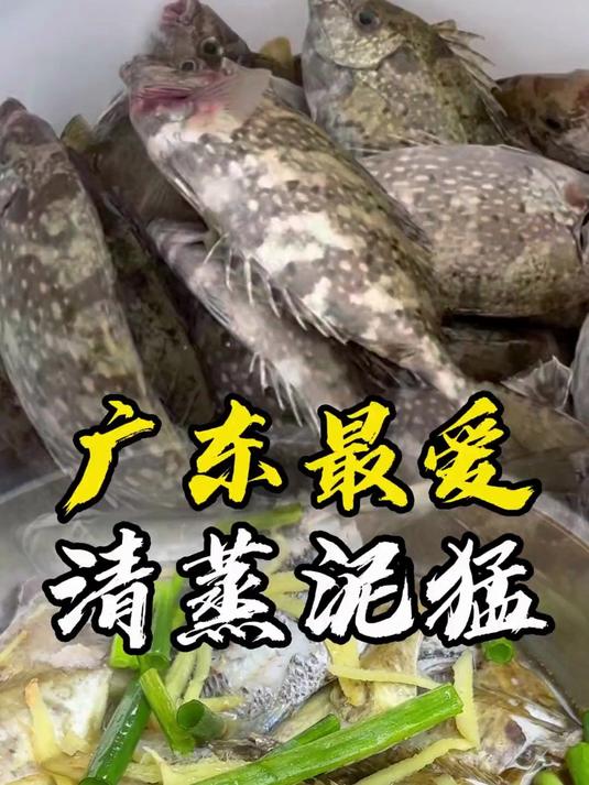广东最爱,清蒸泥猛,你们吃过这样美味可口泥猛鱼吗?