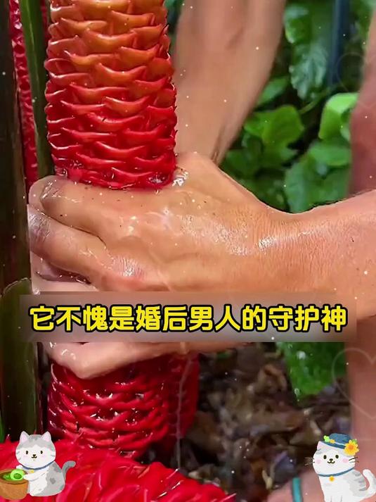 气血充盈如朝阳!人参红黑枸杞汁,内调外养焕新生