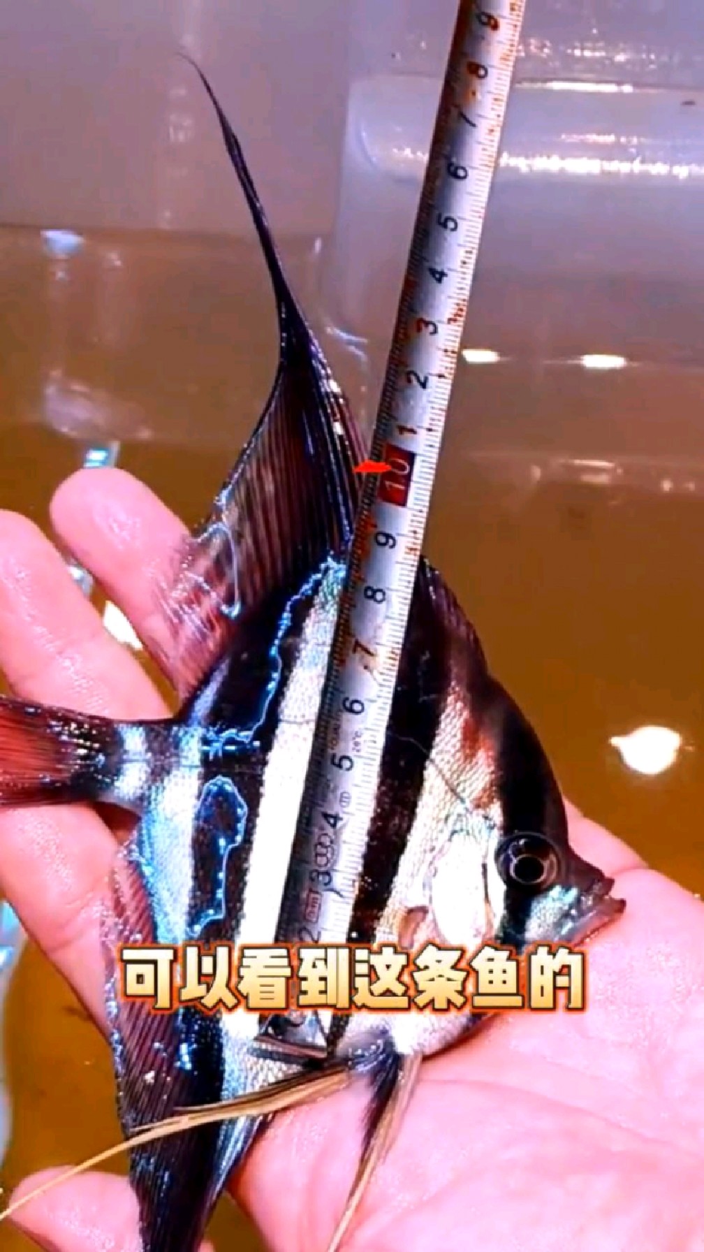 埃及神仙鱼如何看品相?