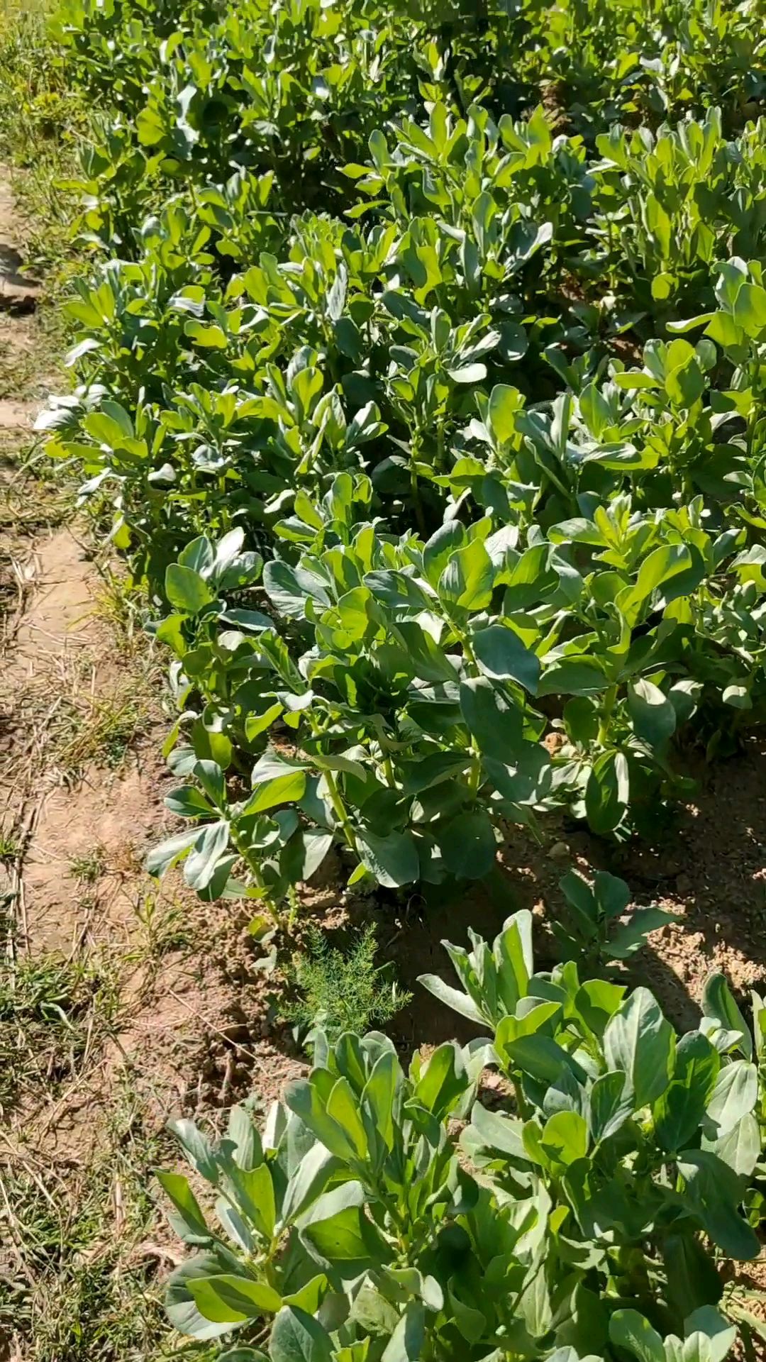 站在苍山上的菜地里,俯瞰山下的高楼,又是另一番景致