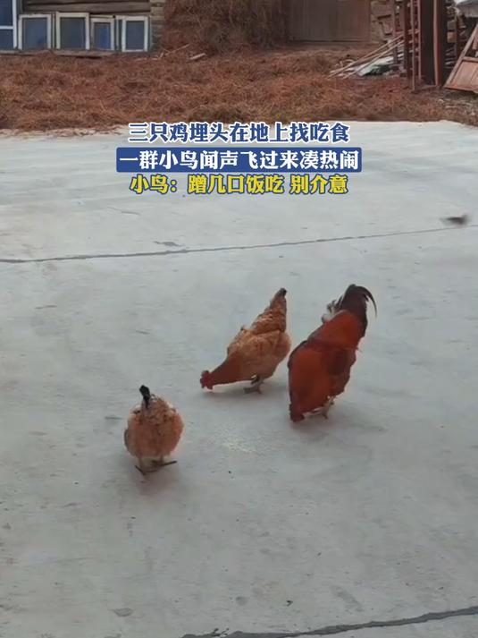 三只鸡埋头在地上找吃食,一群小鸟闻声飞过来凑热闹,小鸟:蹭几口饭吃,别介意
