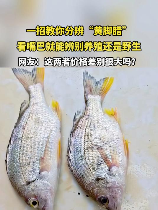 一招教你分辨“黄脚腊”，看嘴巴就能辨别养殖还是野生