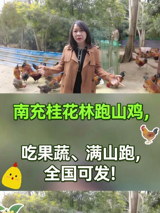 农业不好做？看南充高坪这只桂花林跑山鸡，吃苹果苦瓜火遍全国！#认养农业##可视化认养##散
