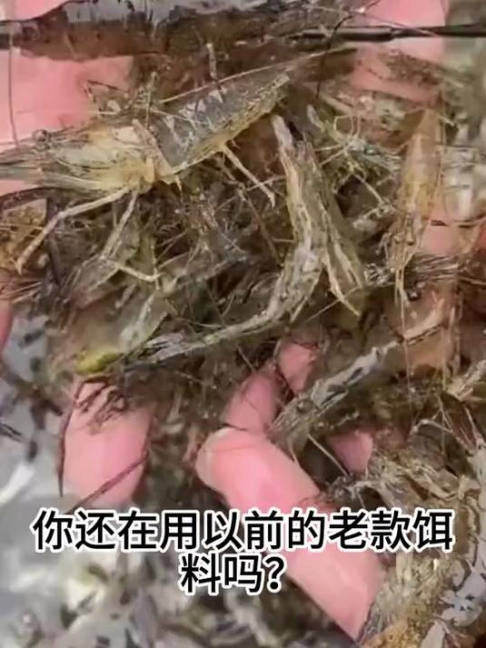 鸭肠鸡肠猪肝肉泥虾笼饵料黄鳝龙虾甲鱼杂鱼泥鳅专用饵料浓腥持久