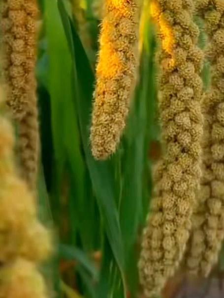 三伏排湿黄金汤!小米绿豆粥速补流失矿物质