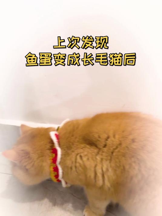 怎么又有小动物