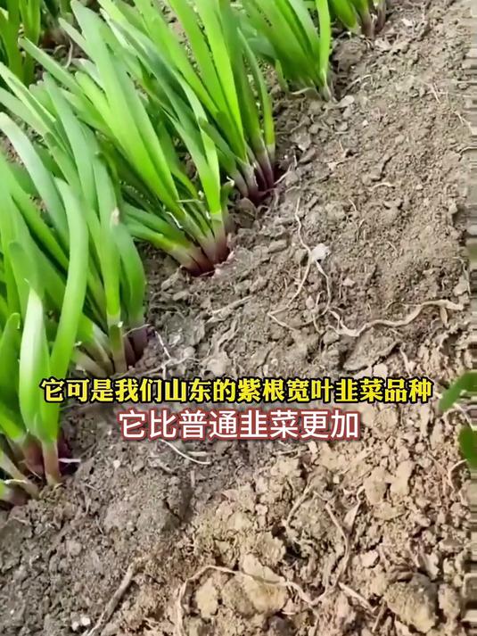 红根韭菜根,割完三天冒新芽,煎蛋饼金黄翠绿馋哭邻居