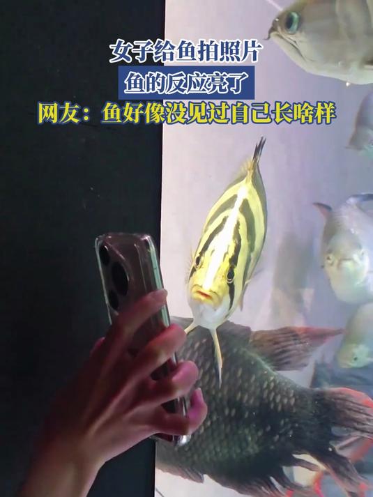 女子给鱼拍照片,鱼的反应亮了,网友:鱼好像没见过自己长啥样